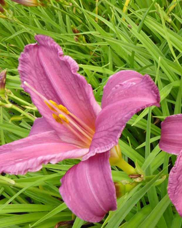 Daglelie Summer Wine Lys dun jour - Hemerocallis summer wine - Vaste planten