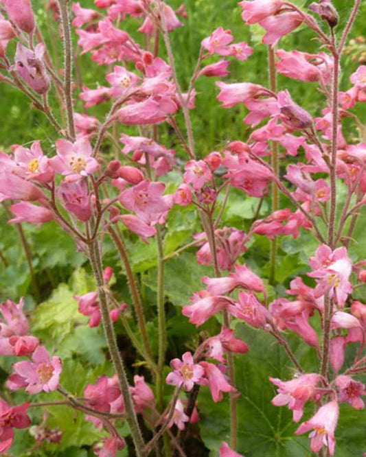 Purperklokjess Bressingham - Heuchera sanguinea bressingham hybrids - Tuinplanten