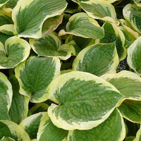 Hartlelie Formal Attire Funkia - Hosta formal attire - Tuinplanten