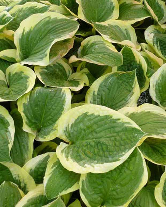 Hartlelie Formal Attire Funkia - Hosta formal attire - Tuinplanten