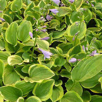 Hartlelie Golden Tiara Funkia - Hosta golden tiara - Tuinplanten