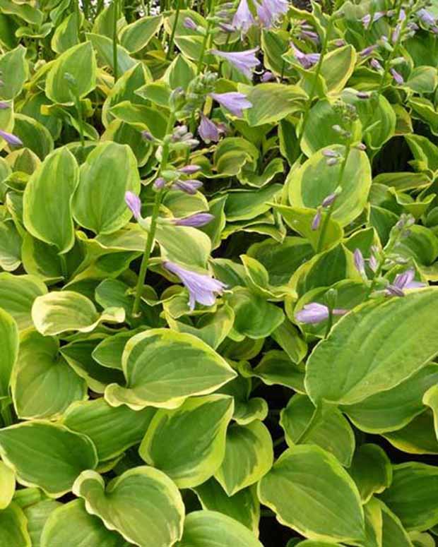 Hartlelie Golden Tiara Funkia - Hosta golden tiara - Tuinplanten