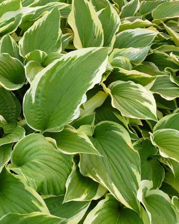 Hartlelie Antioch Funkia - Hosta antioch - Vaste planten