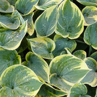 Hartlelie Aristocrat Funkia - Hosta aristocrat - Tuinplanten