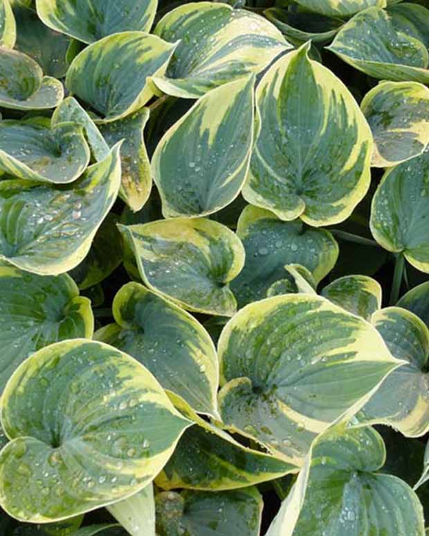 Hartlelie Aristocrat Funkia - Hosta aristocrat - Vaste planten