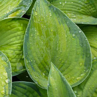 Hartlelie Bright Lights Funkia - Hosta hybride bright lights - Tuinplanten