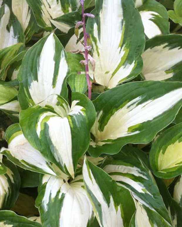 Hartlelie Christmas Candy Funkia - Hosta hybride christmas candy - Vaste planten