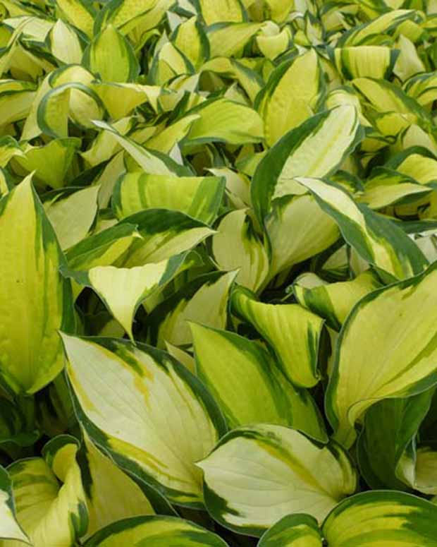 Hartlelie Color Festival Funkia - Hosta hybride color festival - Tuinplanten