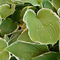 Hartlelie Frosted Jade Funkia - Hosta frosted jade - Tuinplanten