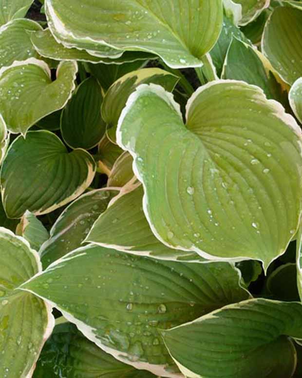 Hartlelie Frosted Jade Funkia - Hosta frosted jade - Tuinplanten