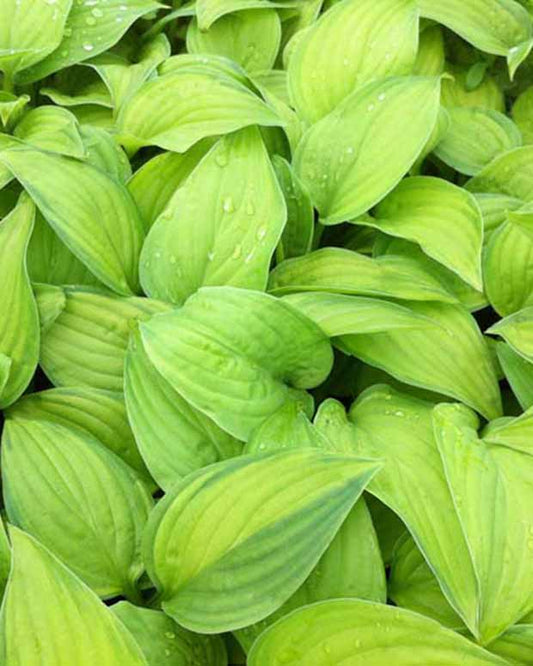 Hartlelie Guacamole Funkia - Hosta guacamole - Tuinplanten