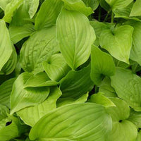 Hartlelie Hadspen White Funkia - Hosta hadspen white - Tuinplanten