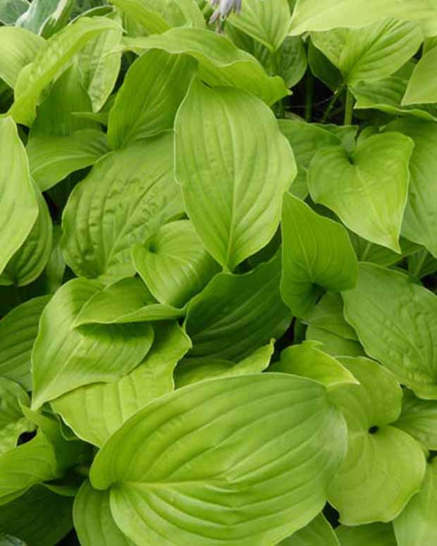 Hartlelie Hadspen White Funkia - Hosta hadspen white - Tuinplanten