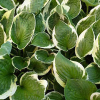 Hartlelie Independence Funkia - Hosta independence - Tuinplanten