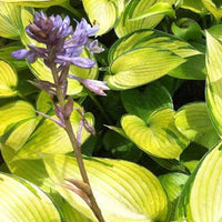 Hartlelie June Fever - Hosta june fever - Tuinplanten