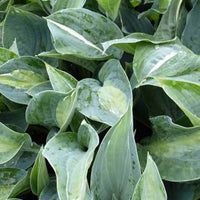 Hartlelie Kiwi Full Monty Funkia - Hosta kiwi full monty - Tuinplanten