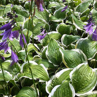 Hartlelie Koriyama Funkia - Hosta koriyama - Tuinplanten