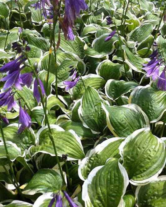 Hartlelie Koriyama Funkia - Hosta koriyama - Tuinplanten