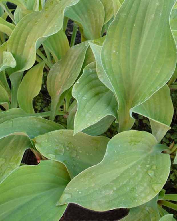 Hartlelie Krossa Regal Funkia - Hosta krossa regal - Tuinplanten