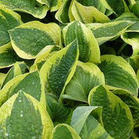 Hartlelie Mama Mia Funkia - Hosta mama mia - Tuinplanten