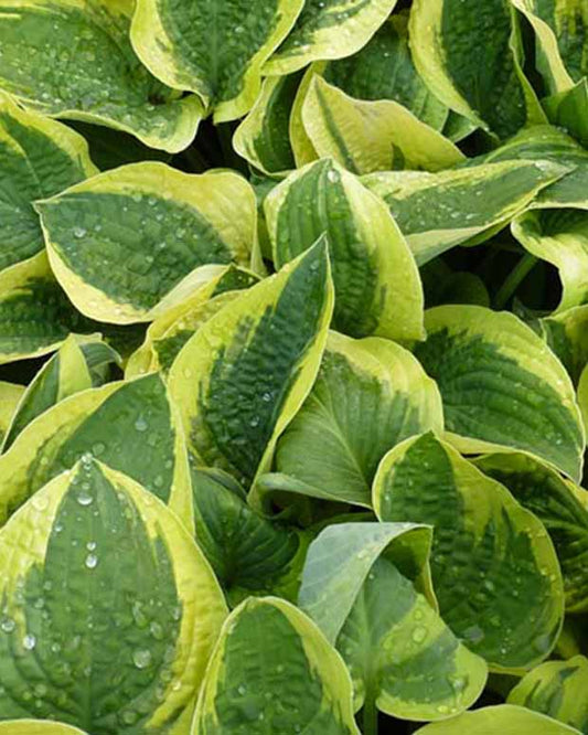 Hartlelie Mama Mia Funkia - Hosta mama mia - Tuinplanten