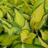 Hartlelie Orange Marmelade Funkia - Hosta hybride orange marmelade - Tuinplanten