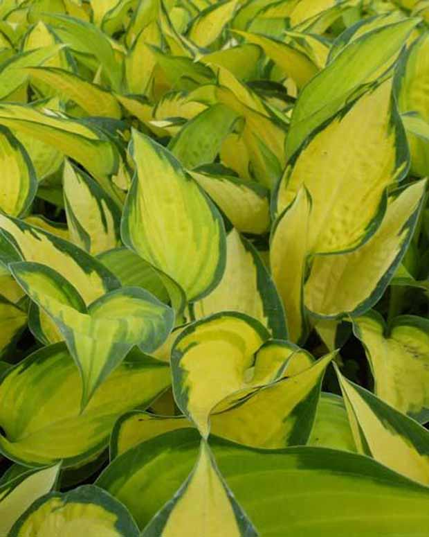 Hartlelie Orange Marmelade Funkia - Hosta hybride orange marmelade - Vaste planten