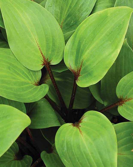 Hartlelie Purple Heart Funkia - Hosta purple heart - Tuinplanten