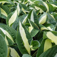 Hartlelie Risky Business - Hosta risky business - Tuinplanten