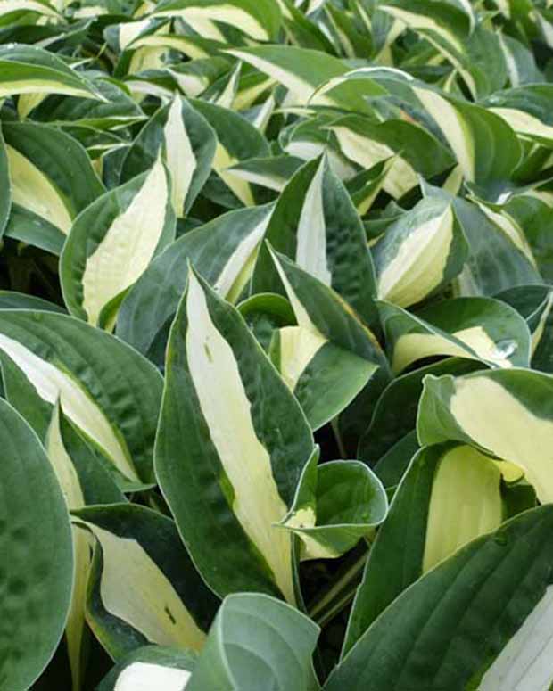 Hartlelie Risky Business - Hosta risky business - Vaste planten