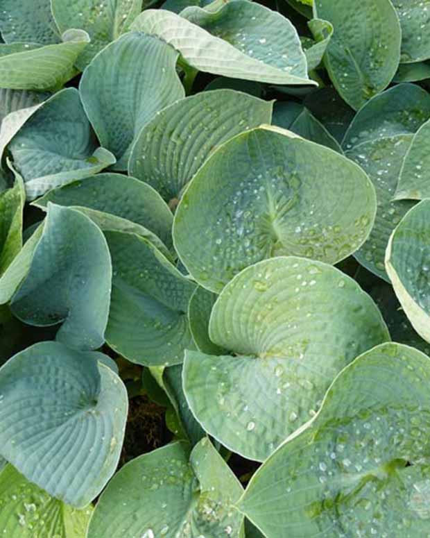 Hartlelie Ryans Big One Funkia - Hosta ryans big one - Vaste planten