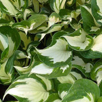 Hartlelie Reversed Patriot Funkia - Hosta reversed patriot - Tuinplanten