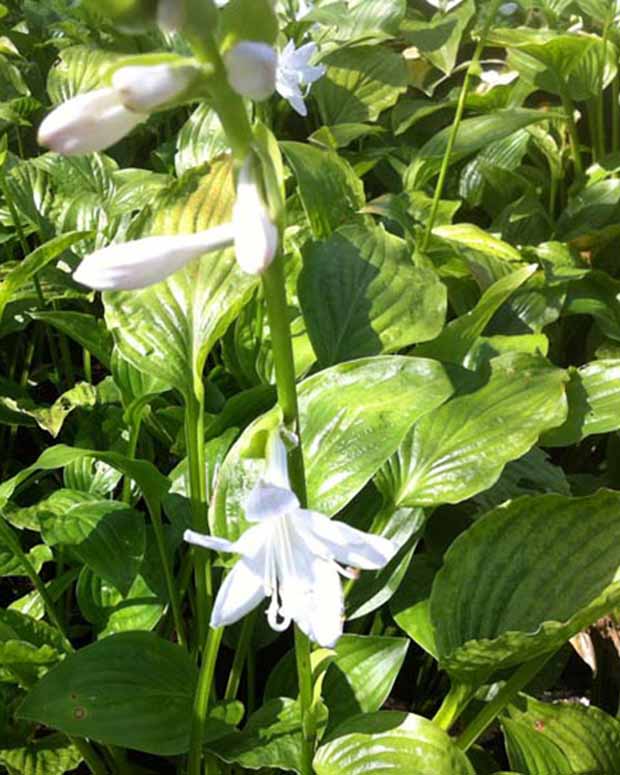 Hartlelie Royal Standard - Hosta hybride royal standard - Tuinplanten