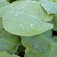 Hartlelie True Blue Funkia - Hosta true blue - Tuinplanten