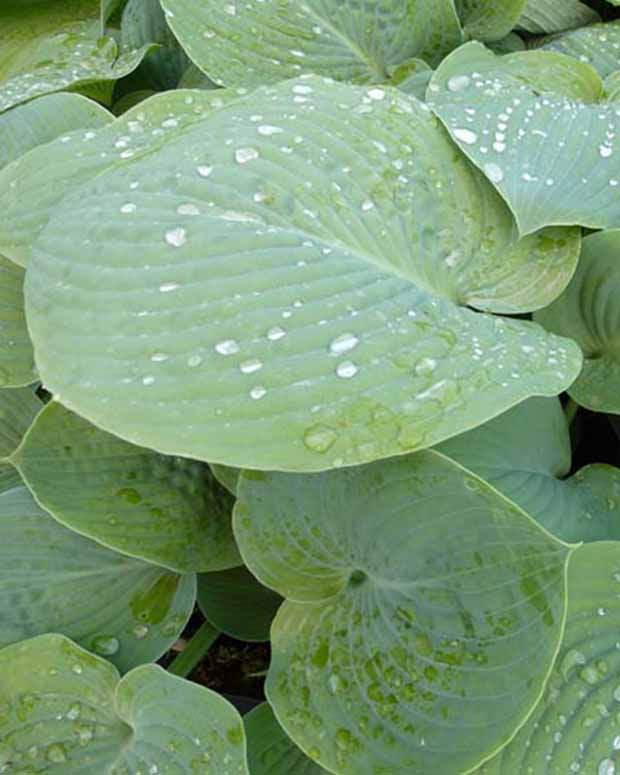 Hartlelie True Blue Funkia - Hosta true blue - Tuinplanten