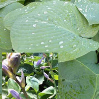 Hartlelie True Blue Funkia - Hosta true blue - Type plant