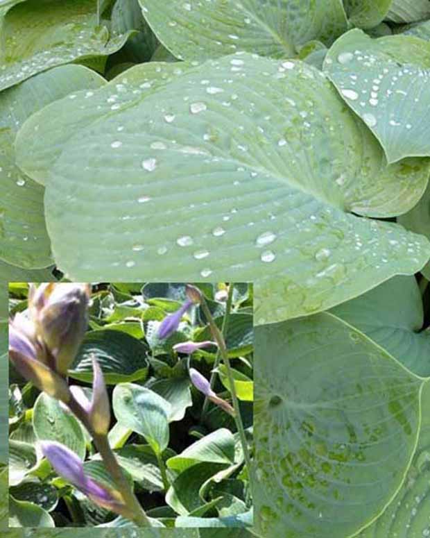 Hartlelie True Blue Funkia - Hosta true blue - Type plant