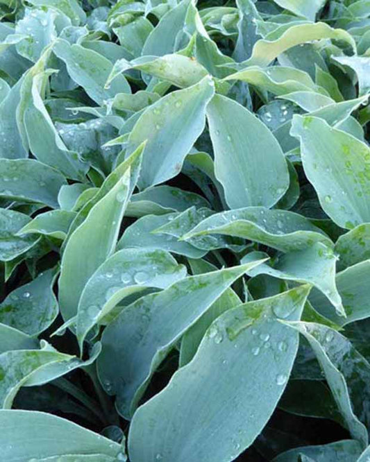 Hartlelie Titanium Funkia - Hosta titanium - Tuinplanten