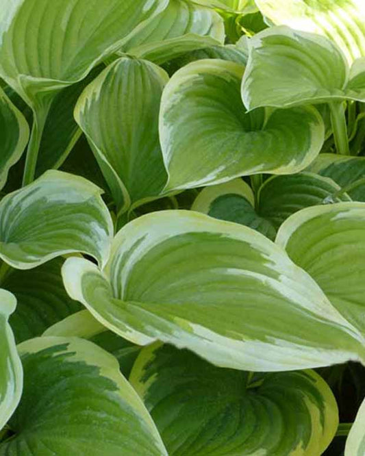 Hartlelie Victory - Hosta victory - Tuinplanten