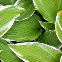 Hartlelie White On Funkia - Hosta white on! - Tuinplanten