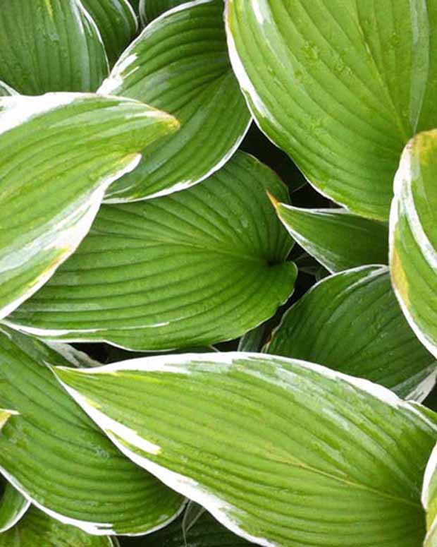 Hartlelie White On Funkia - Hosta white on! - Vaste planten