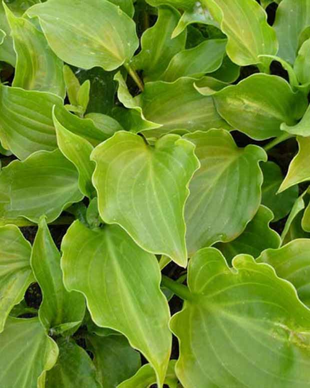 Hartlelie Invincible Funkia - Hosta invincible - Tuinplanten