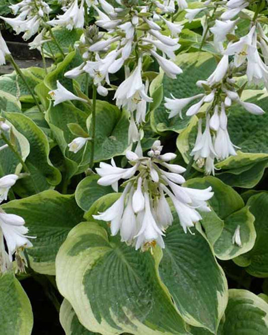 Hartlelie Northern Exposure Funkia - Hosta northern exposure - Tuinplanten