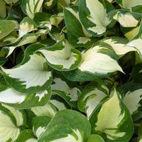 Hartlelie Reversed Funkia - Hosta reversed patriot - Tuinplanten