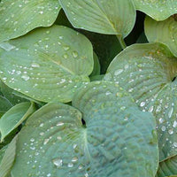 Hartlelie bleu Hartlelie de Siebold - Hosta sieboldiana - Tuinplanten