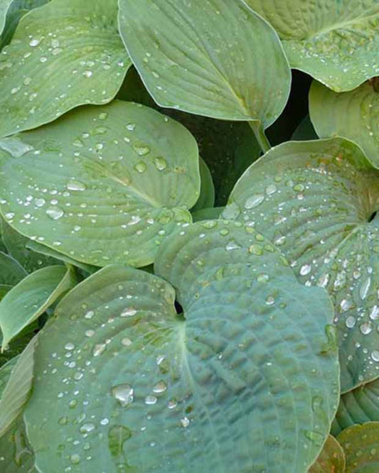 Hartlelie bleu Hartlelie de Siebold - Hosta sieboldiana - Tuinplanten