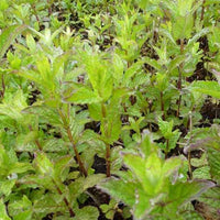 Munt - Mentha spicata crispa - Tuinplanten