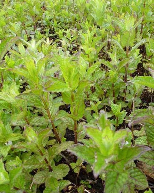 Munt - Mentha spicata crispa - Tuinplanten