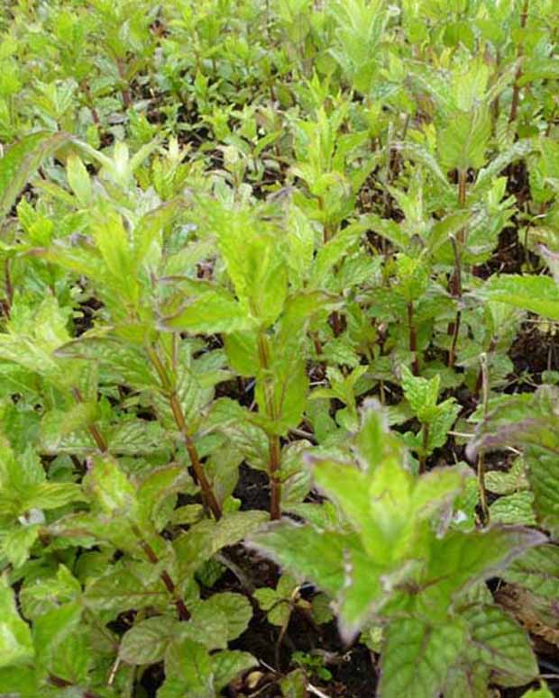 Munt - Mentha spicata crispa - Vaste planten