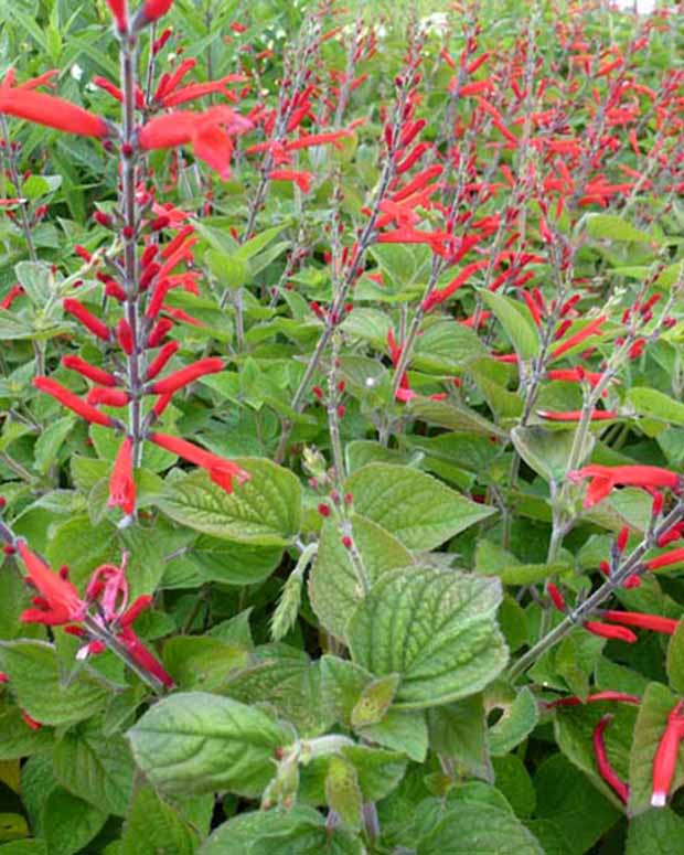 Siersalie Scarlet Pineapple - Salvia elegans scarlet pineapple - Vaste planten